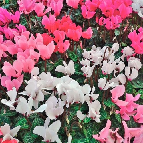 CYCLAMEN